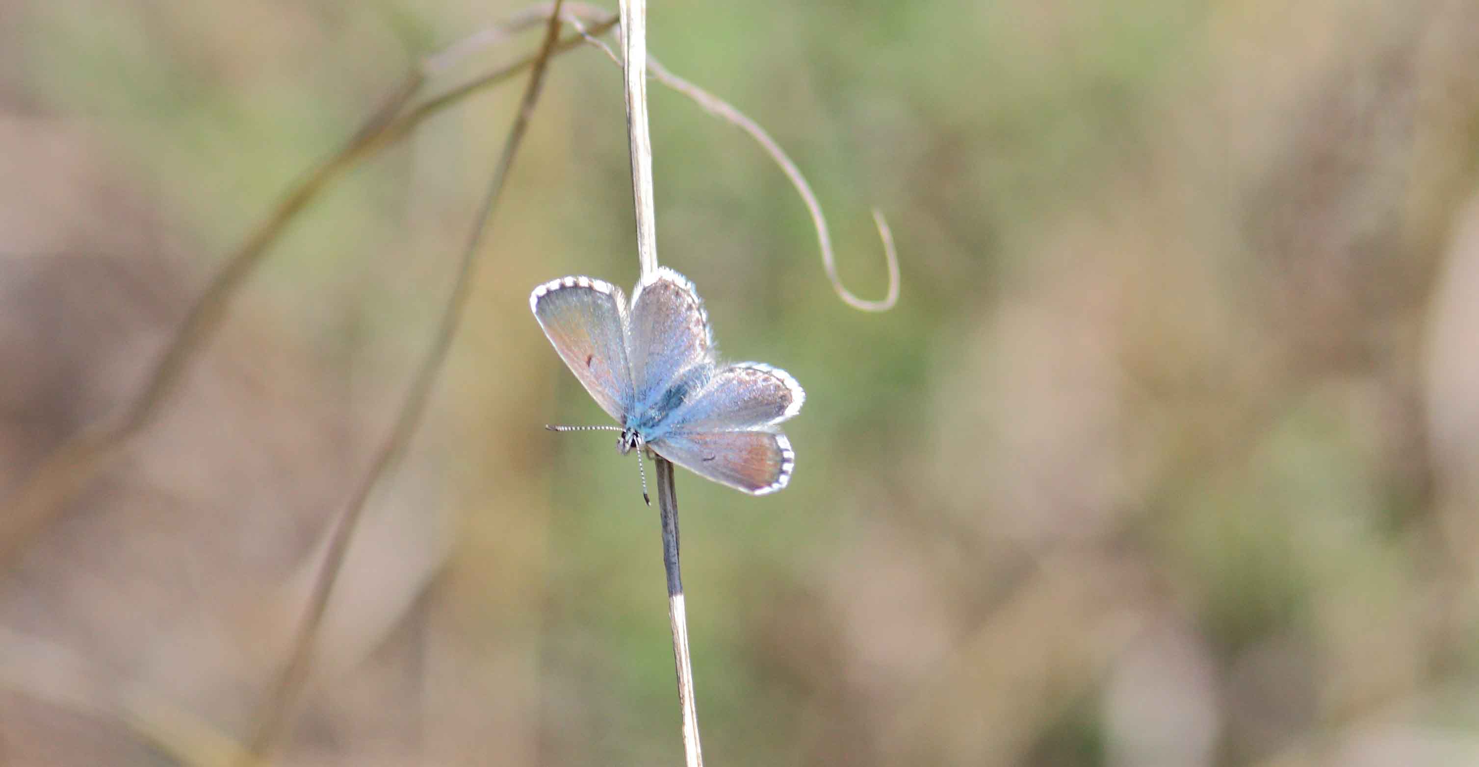 Miniature